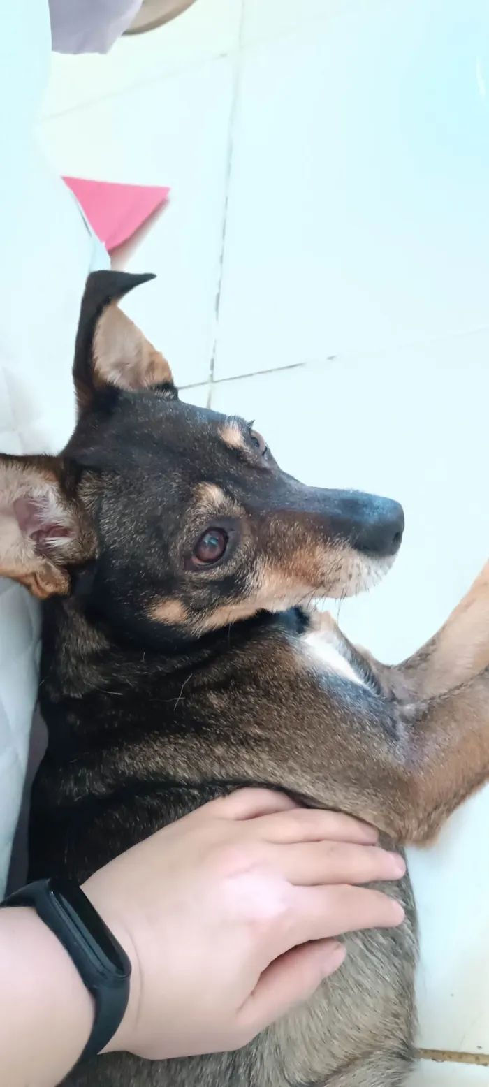 Cachorro ra a Indefinido  idade 2 anos nome Paçoca