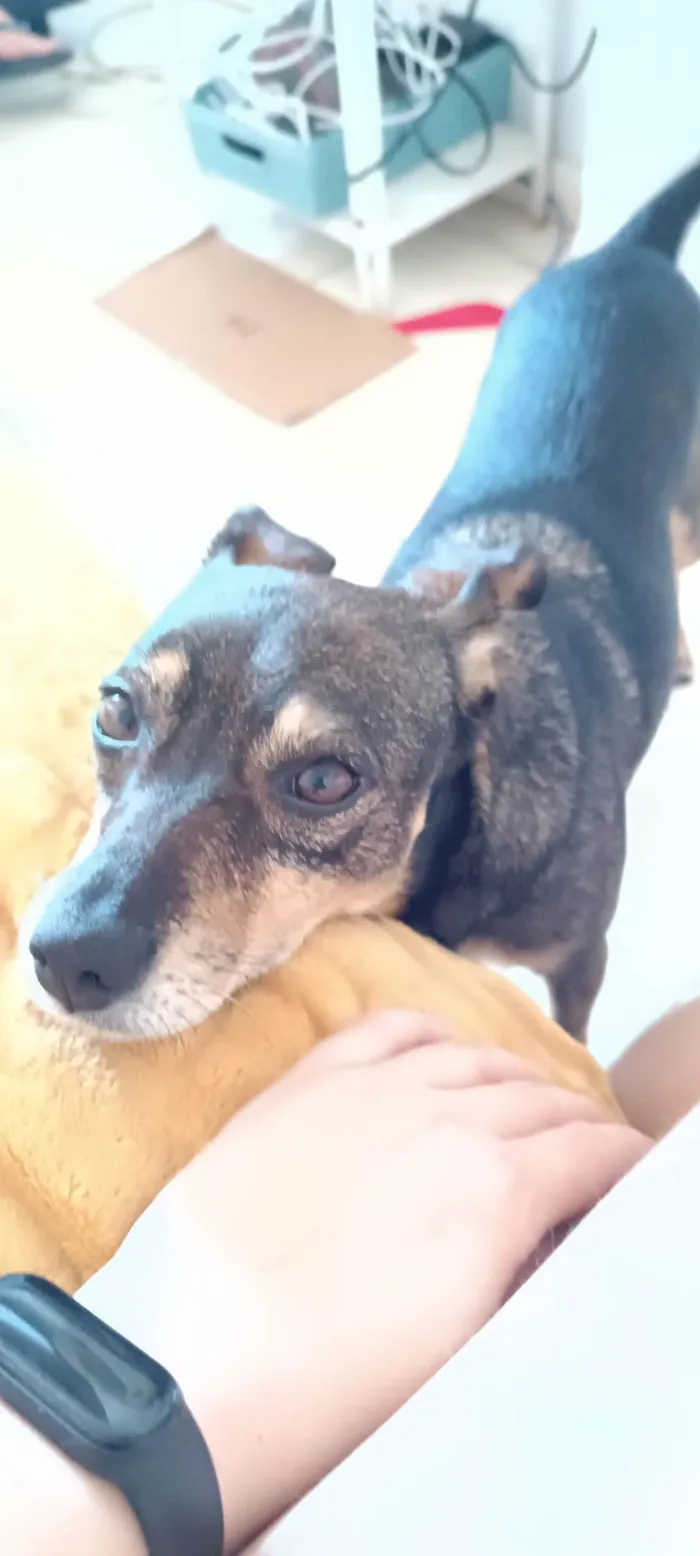 Cachorro ra a Indefinido  idade 2 anos nome Paçoca