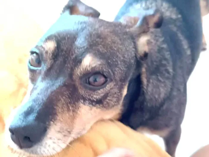 Cachorro ra a Indefinido  idade 2 anos nome Paçoca
