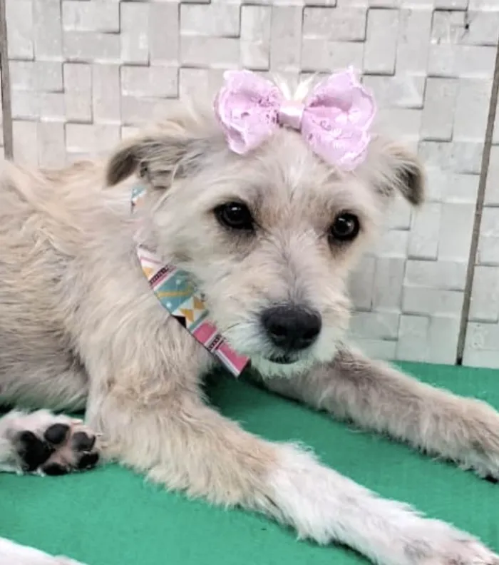 Cachorro ra a Mestica  idade 7 a 11 meses nome Lassie 