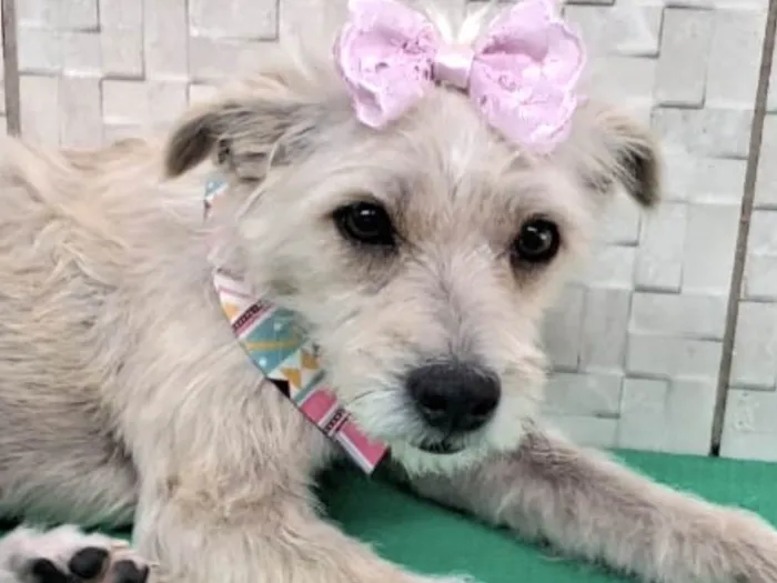 Cachorro ra a Mestica  idade 7 a 11 meses nome Lassie 