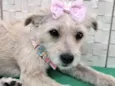 Lassie