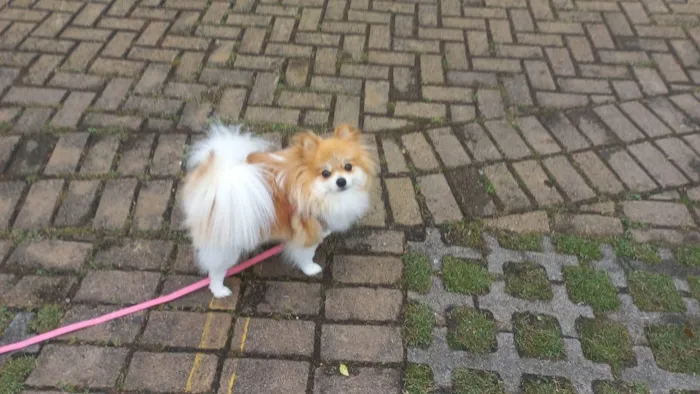 Cachorro raça spitz alemao idade 3 anos nome Paris