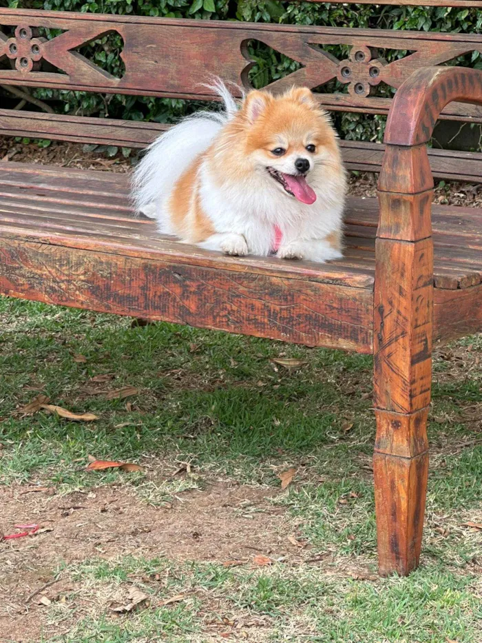 Cachorro raça spitz alemao idade 3 anos nome Paris