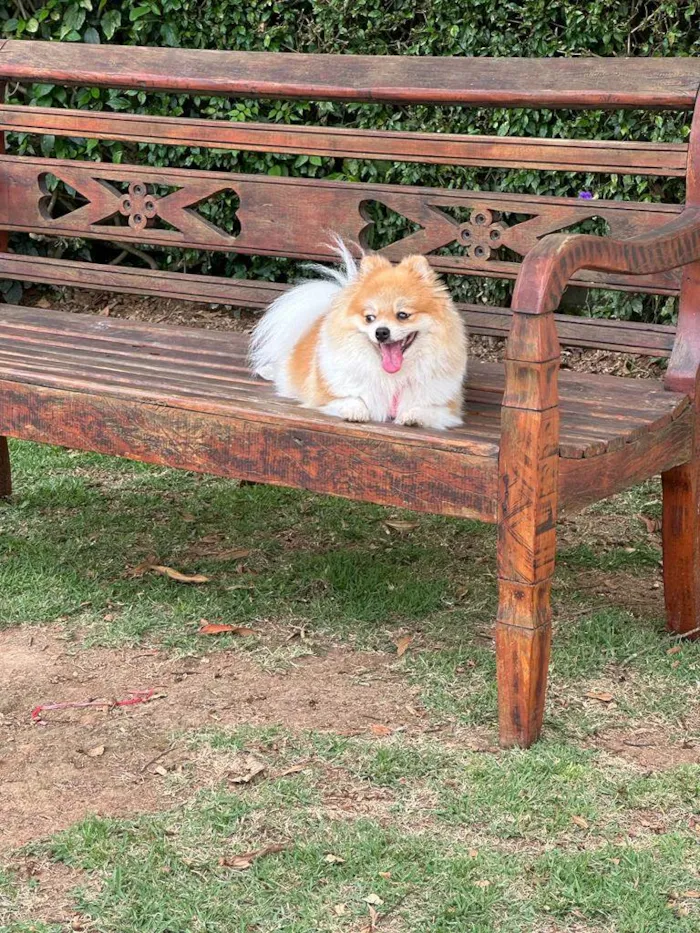 Cachorro raça spitz alemao idade 3 anos nome Paris
