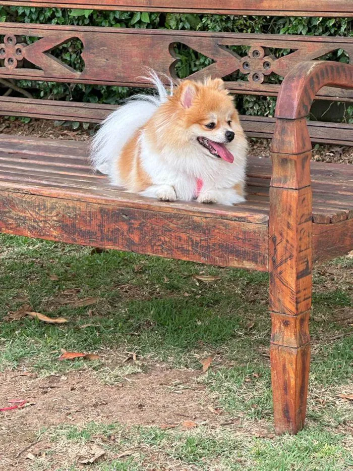 Cachorro raça spitz alemao idade 3 anos nome Paris
