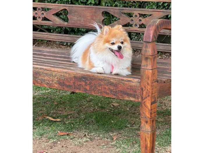 Cachorro raça spitz alemao idade 3 anos nome Paris