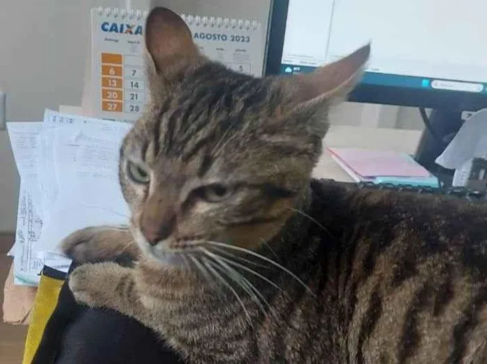 Gato ra a SRD-ViraLata idade 2 a 6 meses nome DENGOSO