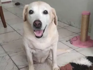 Cachorro raça Labrador idade 6 ou mais anos nome Mell