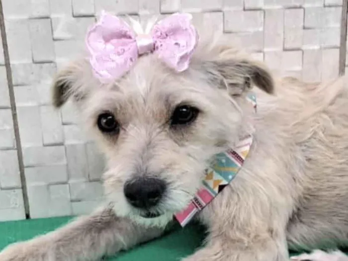 Cachorro ra a Mestica  idade 7 a 11 meses nome Lassie 