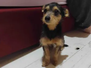 Cachorro raça SRD-ViraLata idade 1 ano nome Snow do Douglas