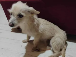 Cachorro raça SRD-ViraLata idade 1 ano nome Meise do Douglas