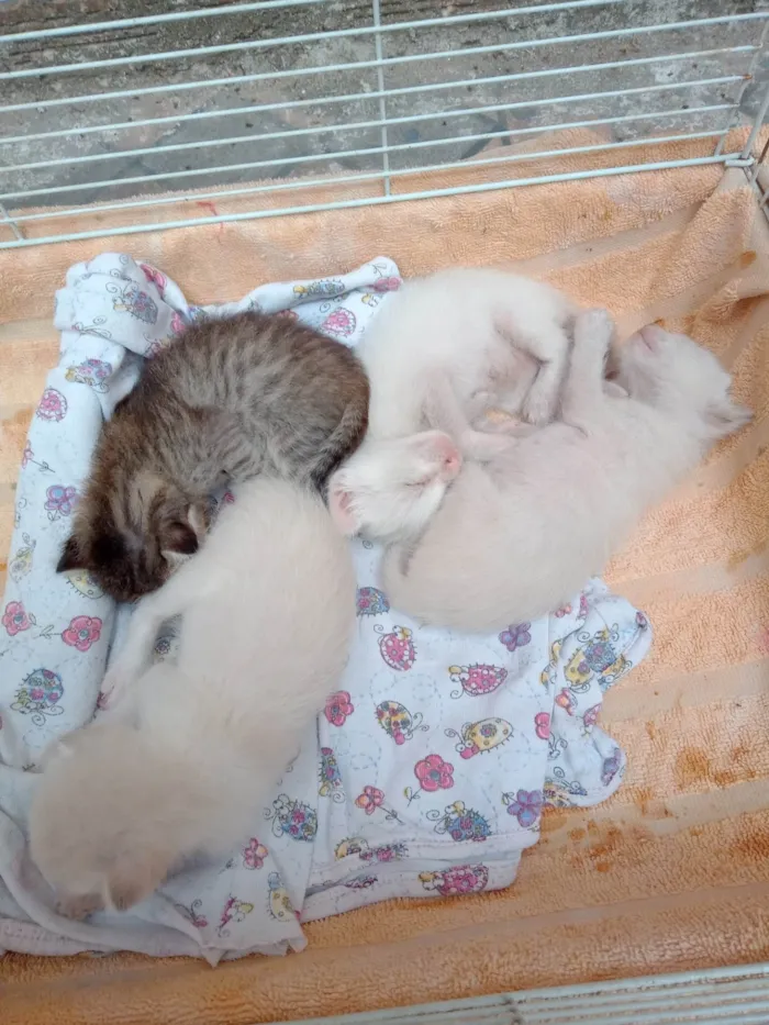 Gato ra a Pelo curto  idade Abaixo de 2 meses nome Sem Nome