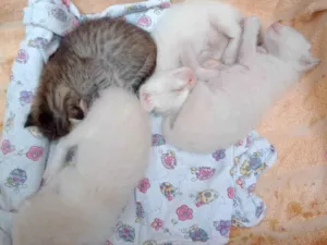 Gato raça Pelo curto  idade Abaixo de 2 meses nome Sem Nome