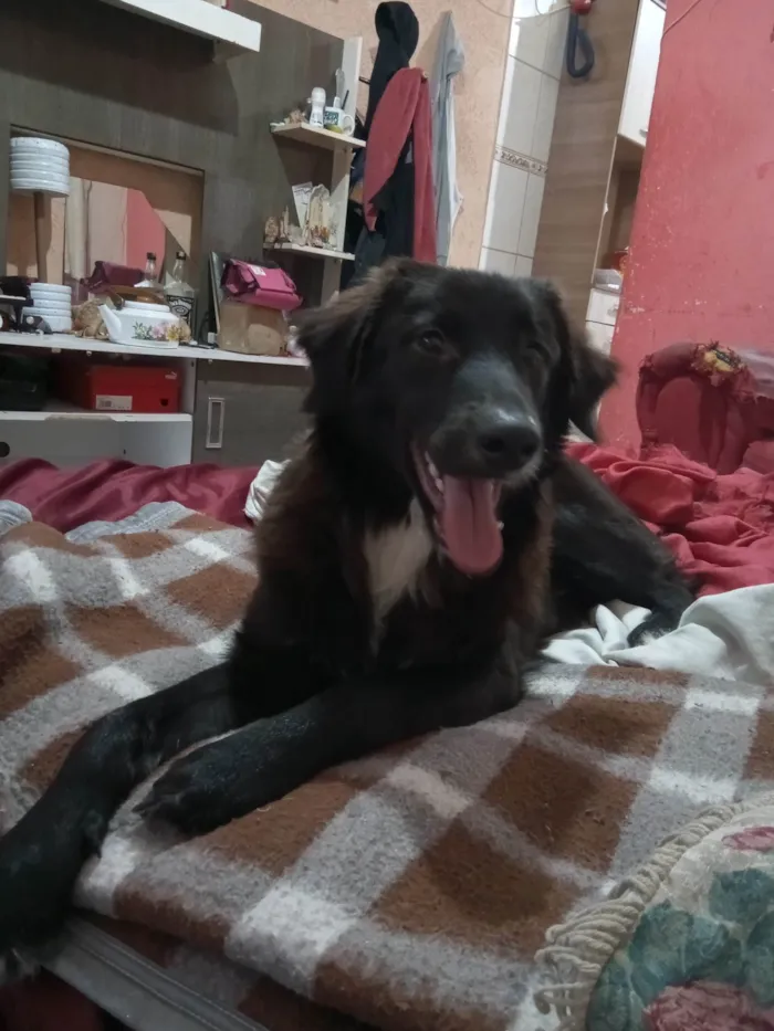 Cachorro ra a SRD-ViraLata idade 7 a 11 meses nome Peludinho 