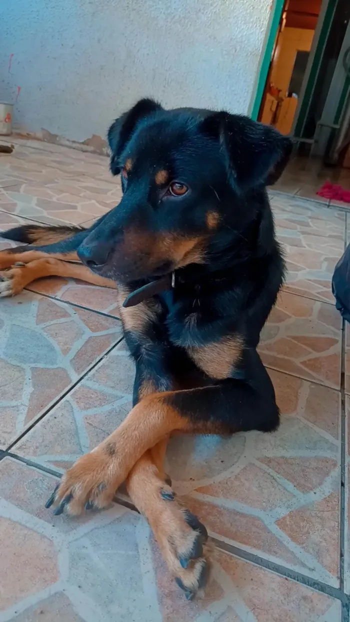 Cachorro ra a Não sei  idade 2 anos nome Boby