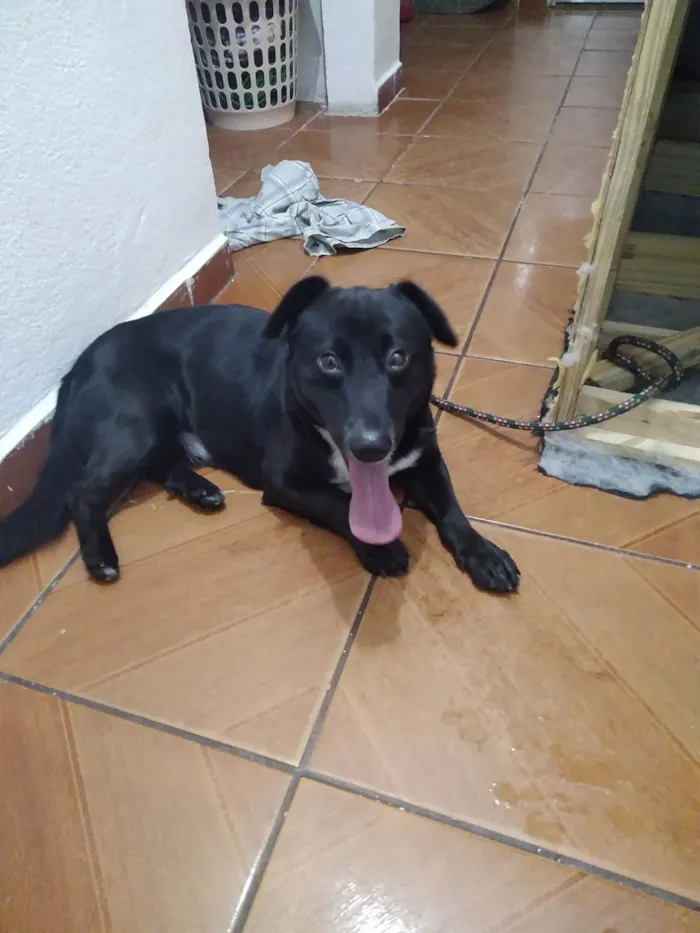 Cachorro ra a Vira. Lata idade 1 ano nome Duki