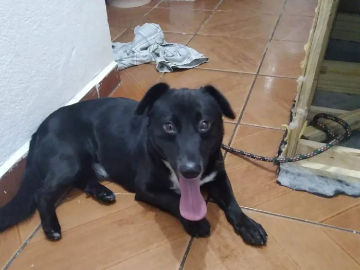 Cachorro ra a Vira. Lata idade 1 ano nome Duki