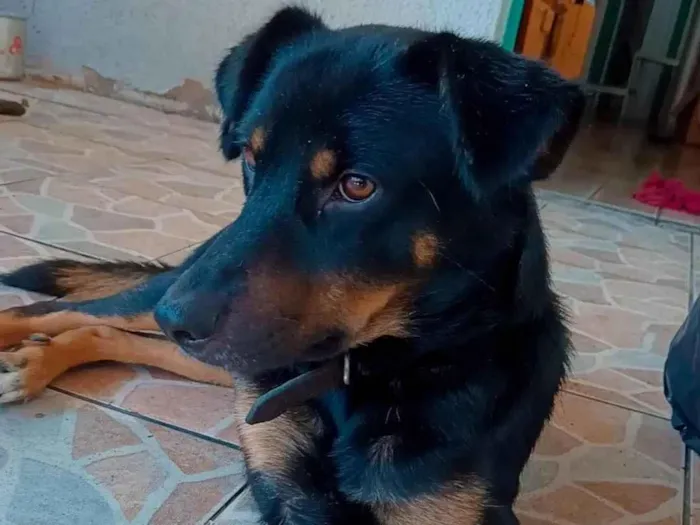 Cachorro ra a Não sei  idade 2 anos nome Boby