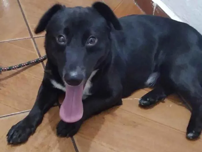 Cachorro ra a Vira. Lata idade 1 ano nome Duki