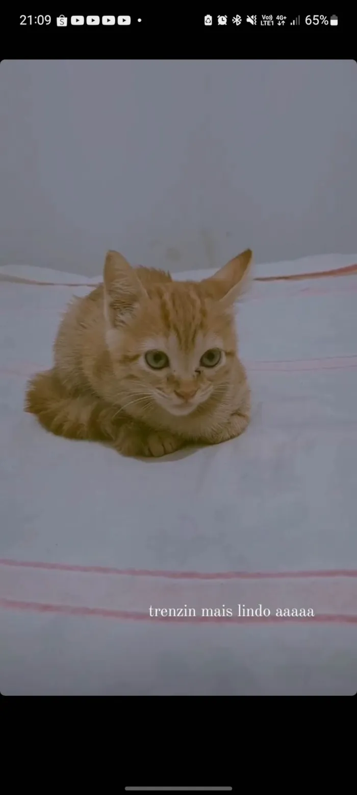 Gato raça SRD-ViraLata idade 2 a 6 meses nome Violet