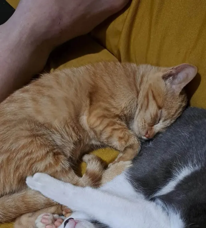 Gato raça SRD-ViraLata idade 2 a 6 meses nome Violet
