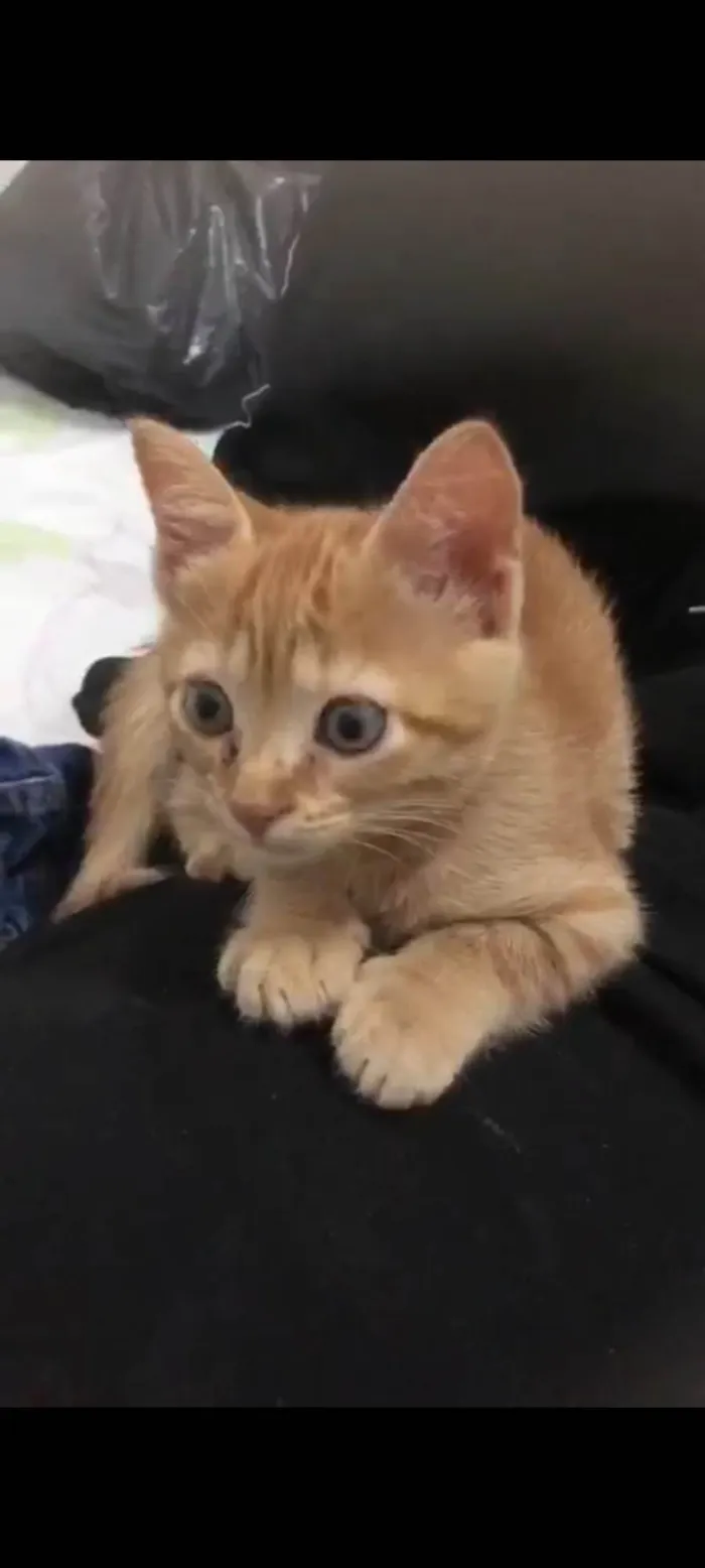 Gato raça SRD-ViraLata idade 2 a 6 meses nome Violet