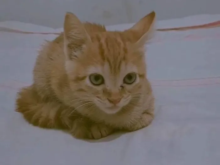 Gato raça SRD-ViraLata idade 2 a 6 meses nome Violet