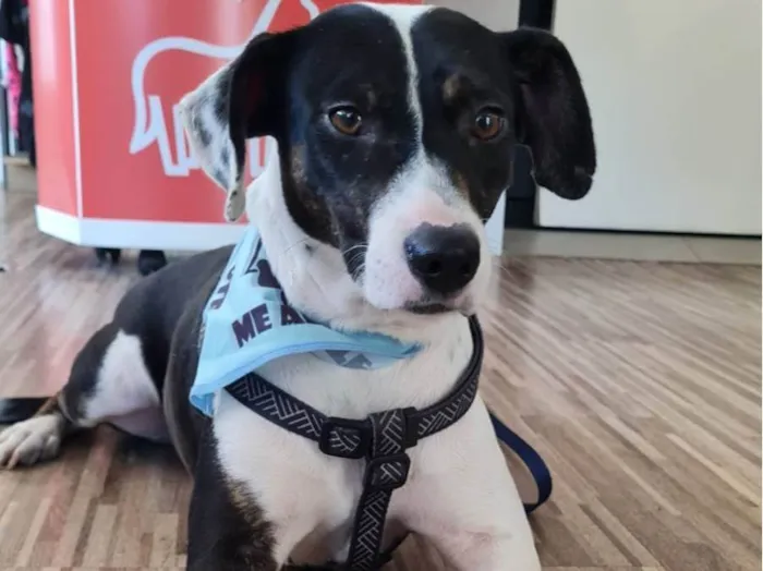 Cachorro ra a SRD idade 2 anos nome TERESA