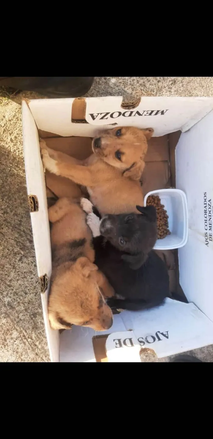 Cachorro raça S/D idade Abaixo de 2 meses nome Sem nome