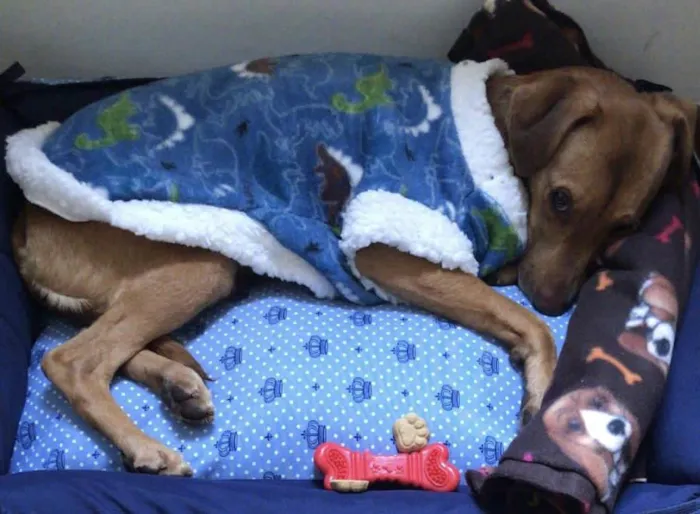 Cachorro raça SRD-ViraLata idade 1 ano nome Caju