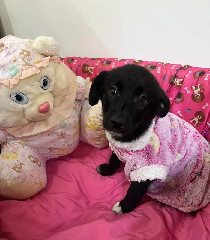 Cachorro raça SRD-ViraLata idade 2 a 6 meses nome Sem Nome 