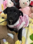 Cachorro raça SRD-ViraLata idade 2 a 6 meses nome Sem Nome 