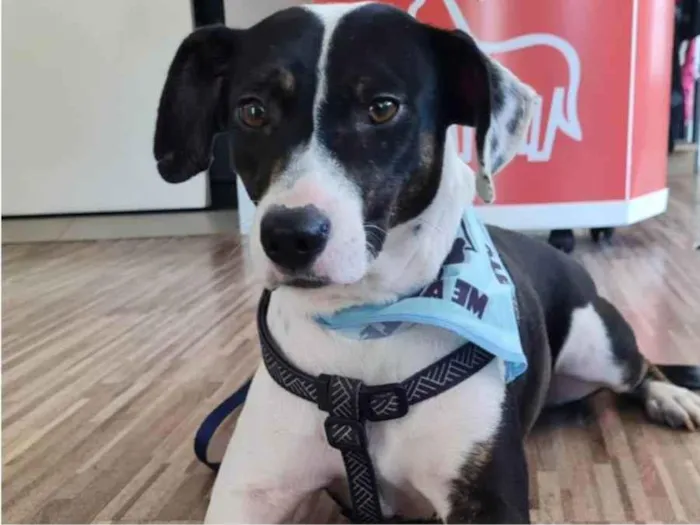 Cachorro ra a SRD idade 2 anos nome TERESA