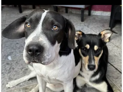 Cachorro raça SRD-ViraLata idade 1 ano nome Maggie e athena