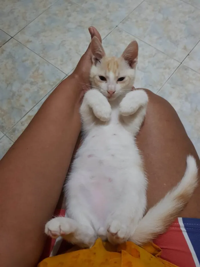 Gato raça SRD idade 2 a 6 meses nome Ken