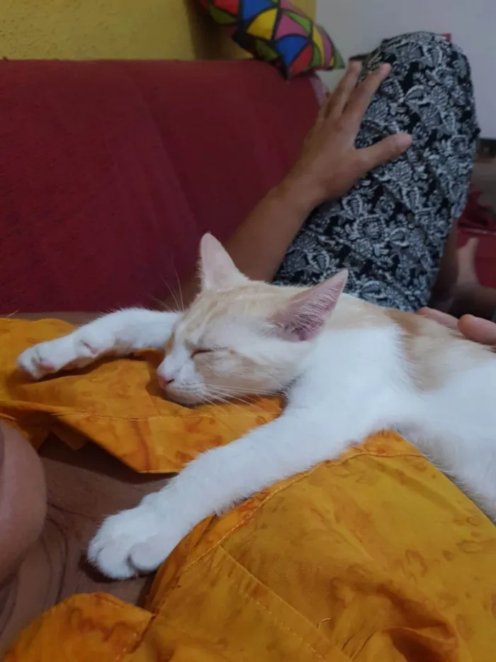 Gato raça SRD idade 2 a 6 meses nome Ken