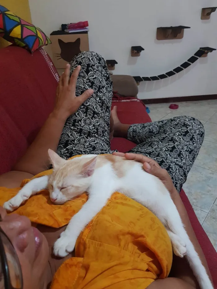 Gato raça SRD idade 2 a 6 meses nome Ken