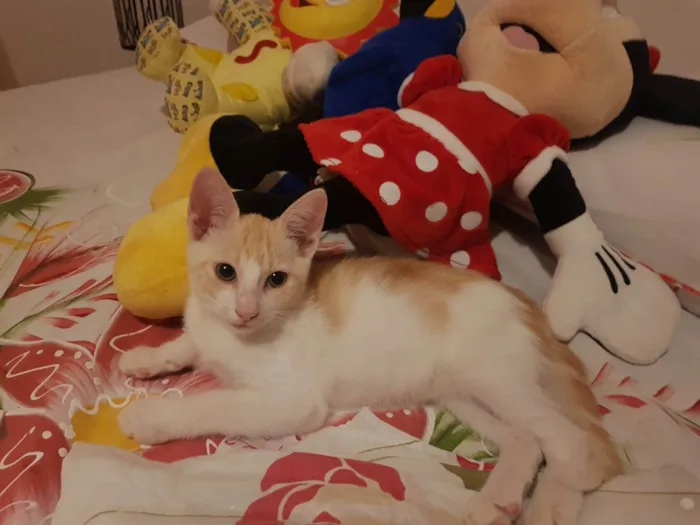 Gato raça SRD idade 2 a 6 meses nome Ken