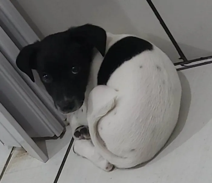 Cachorro ra a SRD-ViraLata idade 2 a 6 meses nome Sem nome 