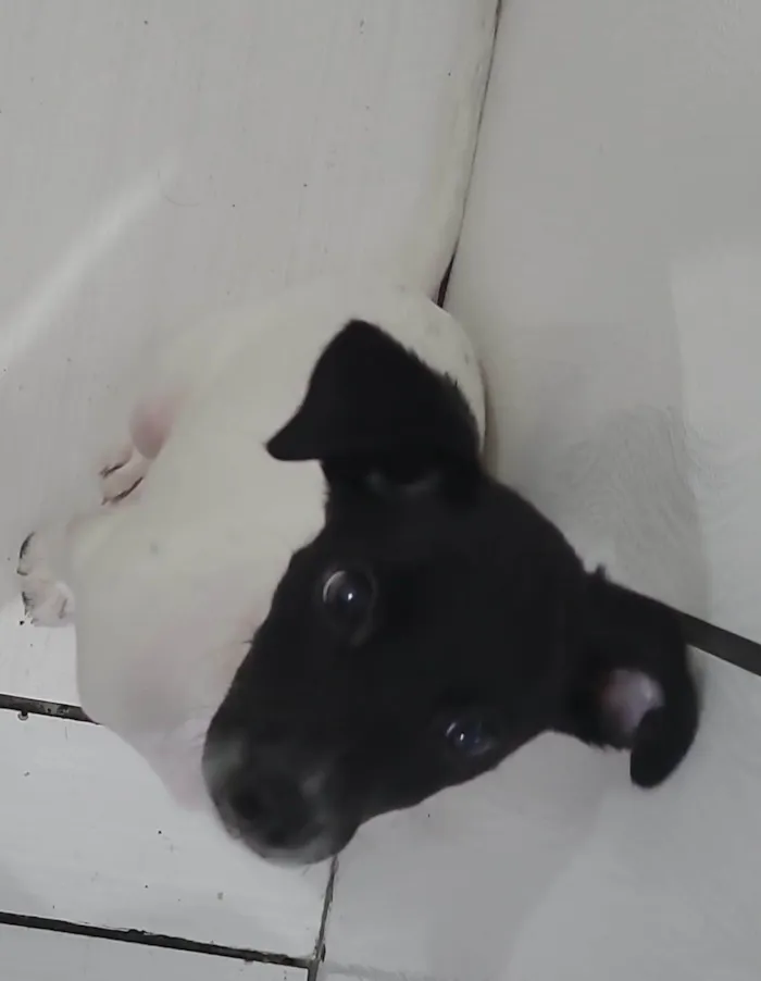 Cachorro ra a SRD-ViraLata idade 2 a 6 meses nome Sem nome 