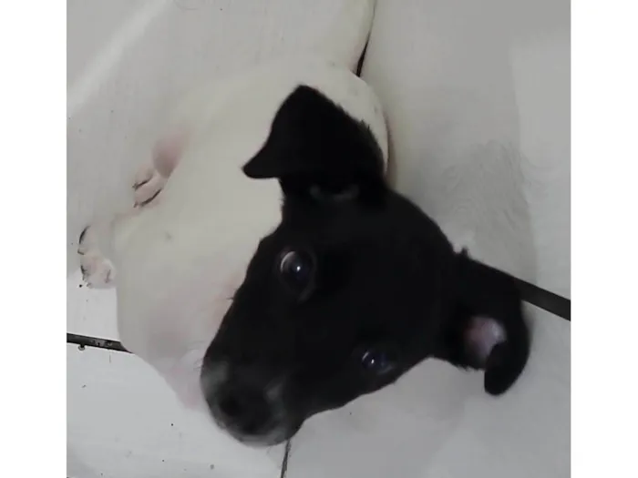 Cachorro ra a SRD-ViraLata idade 2 a 6 meses nome Sem nome 