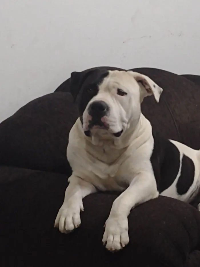 Cachorro ra a American Bully  idade 4 anos nome Braya