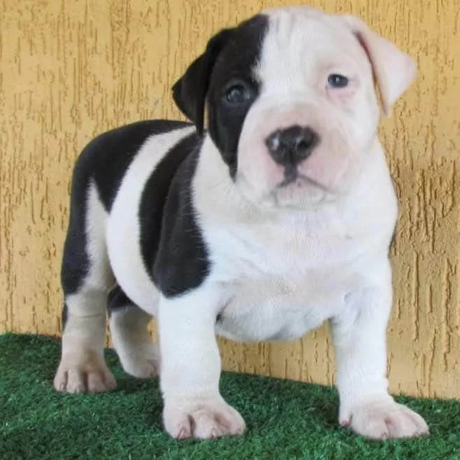 Cachorro ra a American Bully  idade 4 anos nome Braya