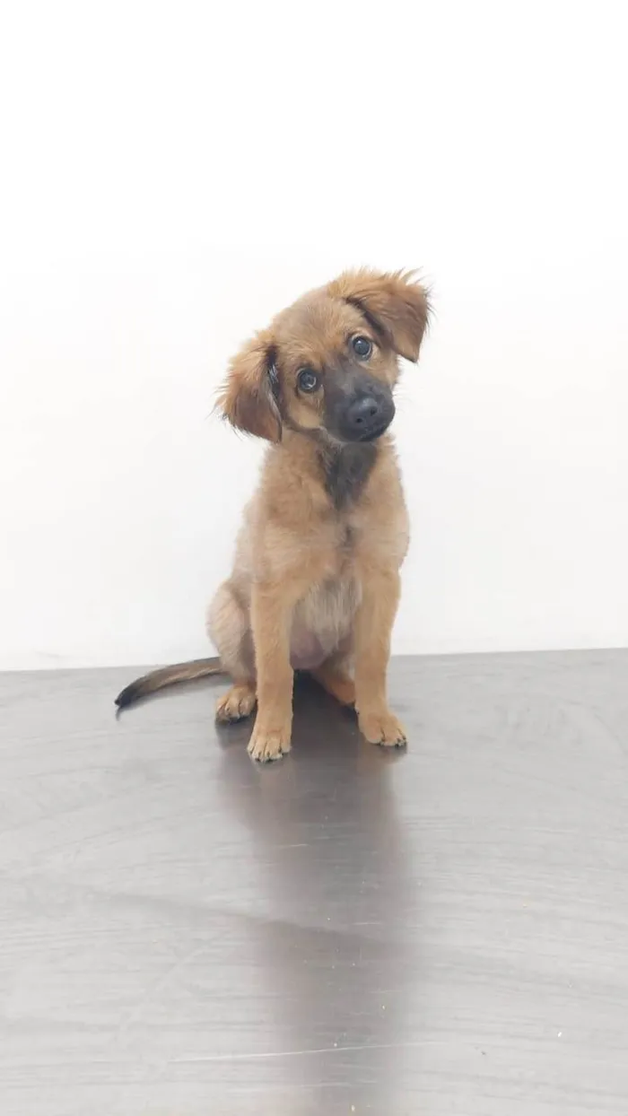 Cachorro ra a SRD-ViraLata idade 1 ano nome Serena