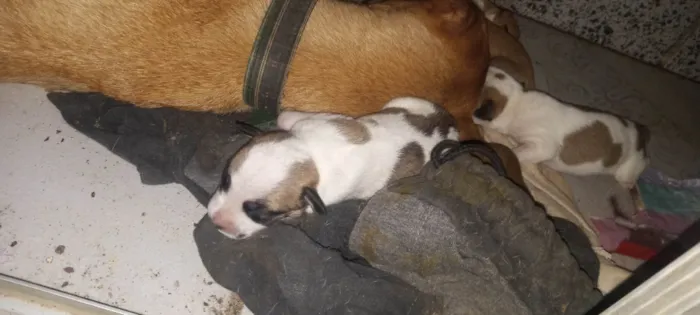 Cachorro ra a Sdr idade Abaixo de 2 meses nome Sem nomes