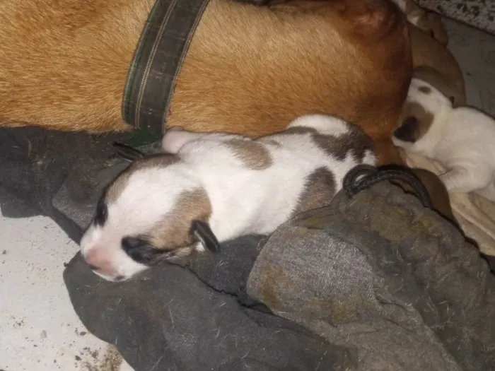 Cachorro ra a Sdr idade Abaixo de 2 meses nome Sem nomes