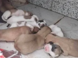 Cachorro raça Sdr idade Abaixo de 2 meses nome Sem nomes