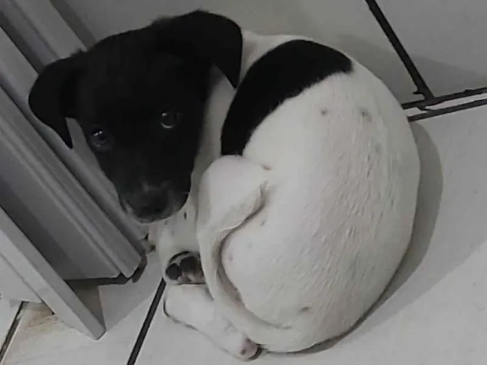 Cachorro ra a SRD-ViraLata idade 2 a 6 meses nome Sem nome 