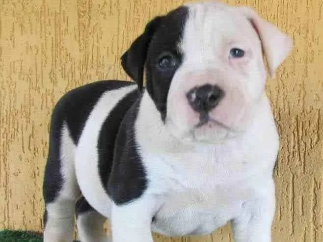 Cachorro ra a American Bully  idade 4 anos nome Braya